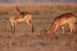 Rote Lechwe