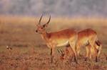 Rote Lechwe