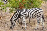 Burchell Zebra