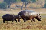 Hippos am Chobe