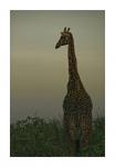 Giraffe 1