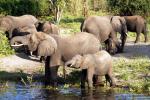 Elefanten, Chobe-NP