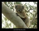 Koala auf Raymond Island