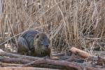 Alte Nutria 2