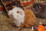 Meerschweinchen