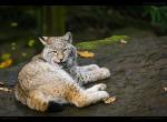 Luchs