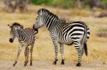 Tansania, Ruaha NP