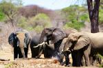 Ruaha NP