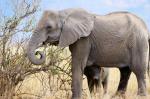 Ruaha NP