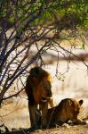 Ruaha NP