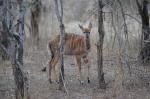 Waterbuck