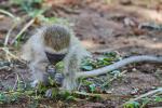 Meerkatze im Camp