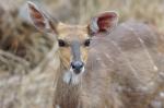 Water buck