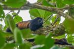 Cahuita NP Brüllaffe