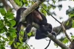 Cahuita NP Brüllaffe