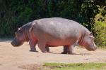 2 headed hippo