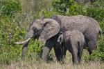 Elefant beim Säugen