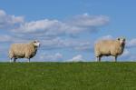 Schafe schauen Schafe an