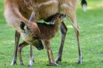 Sitatunga-Nachwuchs