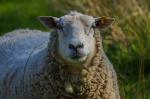 Nicht ganz scharfes Schaf