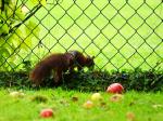 Ab durch die Hecke(ne Zaun)