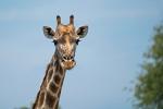 Giraffe weiblich Südafrika 2019