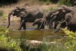 Elefanten Splash Südafrika 2019
