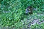 Nutria