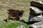 Soay Schaf