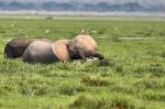 Elefant im Amboseli