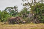Amboselielefanten