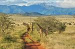 Taita Hills Der lange Weg