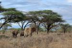 Elefanten Samburu