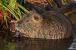 Nutria