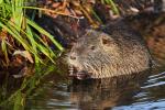 Nutria