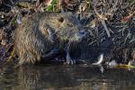 Nutria