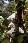 müder Koala 1