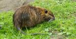 Nutria / Bisamratte