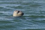 Immer schön den Kopf über dem Wasser behalten