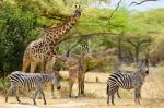 Giraffen, Zebras in Selous