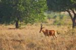 Jacksons Hartebeest