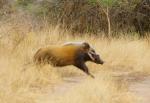 Bush Pig