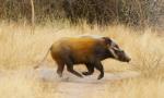 Bush Pig