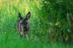 Neugieriger Blick