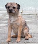 Borderterrier