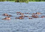 Hippos im Pool 1