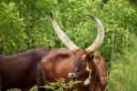 Ankole Rinder