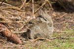 Kaninchen (Tierpark Hagenbeck)