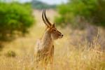 Waterbuck