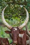 Ankole Rind